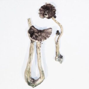 Albino A+ Magic Mushrooms for sale